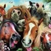 Diamond Art Collection Funny Horses | PD004 | Canvas Size 50 X 61